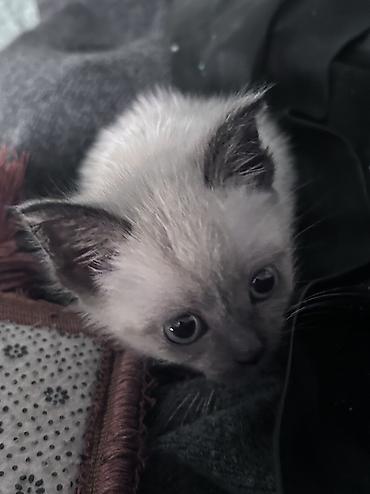 Продажа кошек: Тайская, 2 месяца, Мальчик — 6