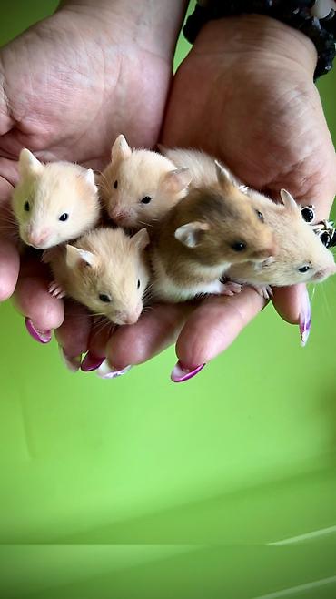 Хомяки: Продаются хомячки джунгарские, сирийские, ангорские пушистые хомячки — 13