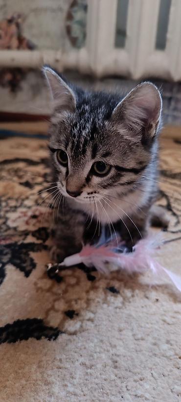 Отдам котят в добрые руки, возраст 2 месяца, корм едят, приучены к
