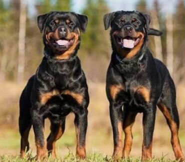 İtlər: Rotveyler — 1