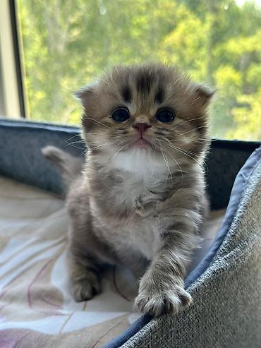 Pişiklər: Şotland — 1