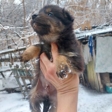 собака боксёр: Собака даром: Дворняжка, 2 месяца, Самка