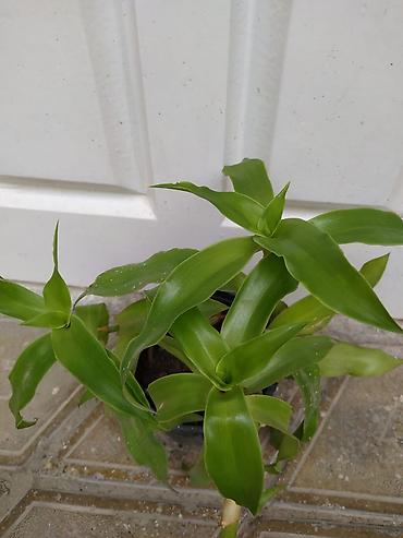 монстера: Otaq bitkiləri dəsti - Monstera deliciosa (dərin yarıqlı iri yaşıl — 4