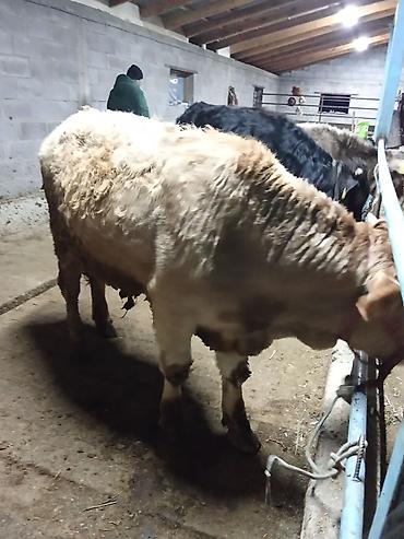 Коровы, быки: Продаю | Бык (самец) | На откорм | Привязанные — 4