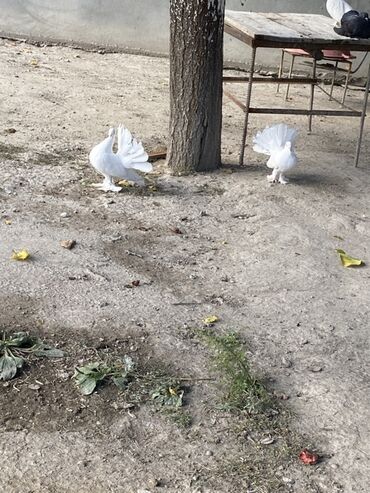 ağ pişik: Ağ rəngli fantail göyərçinlər (quyruğu yelpikvari açılan dekorativ