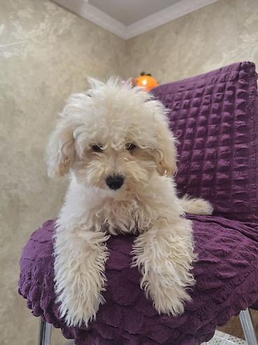 toy poodle satışı: Pudel, 4 ay, Dişi, Peyvəndli, Ünvandan götürmə — 2