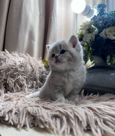 Pişiklər: Britan, Pulsuz çatdırılma — 10