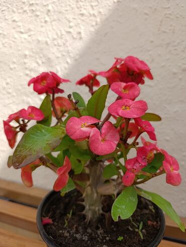 Bitkilər: Qırmızı çiçəkləri olan tikanlı gövdəli Euphorbia milii bitkisi. Bu