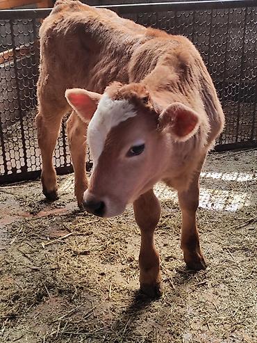 Коровы, быки: Продаю | Корова (самка), Бык (самец) | Швицкая | Для молока | После отела, Искусственник — 12
