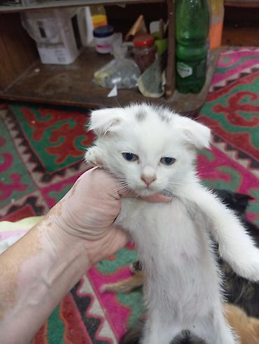 Мышыктар: Котята, помет от домашней кошки. Описание: - Окрас: белый с серыми — 1