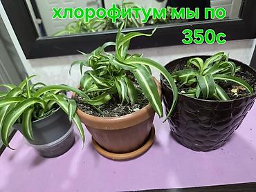 хлорофитумы: Комнатные растения в горшках: - Хлорофитум — по 350 с за растение — 2