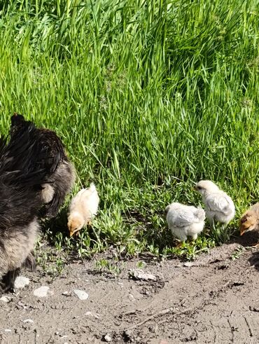 домашние птицы: Карликовые куры с цыплятами цыплята свои и от домашних кур одна курица