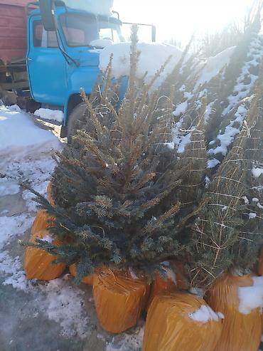 Декоративные деревья: Саженцы деревьев: Ели — 16