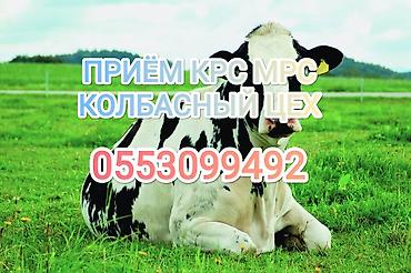 телку: Скупка коров быков лошадей и телок а также вынужденный забой скота в — 1