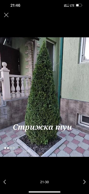 Дворники, садовники: 🌱Я Садовник Стрижка Живой изгородь,самшит,Туи,хвойные растения, Я — 20