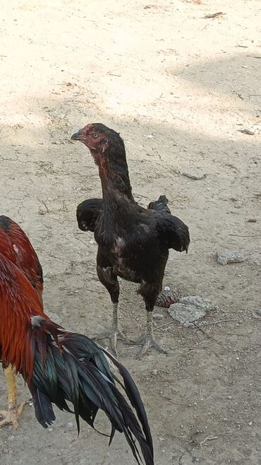 Toyuqlar: Toyuq, Damazlıq, Ödənişli çatdırılma — 9