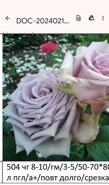 Садовые цветы и кустарники: Корни роз - Крупноцветковая чайно-гибридная роза с — 41