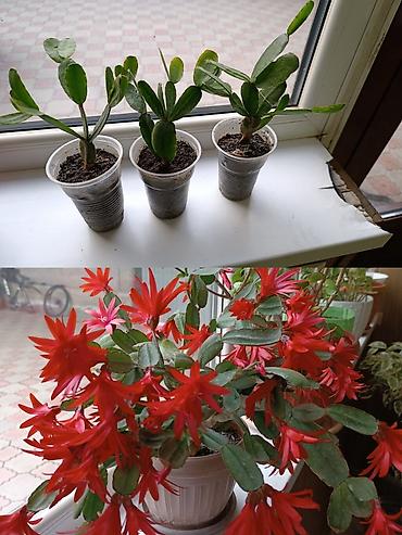 Фикусы: Комнатные растения — коллекция укоренённых саженцев и деток - Фикусы — 20