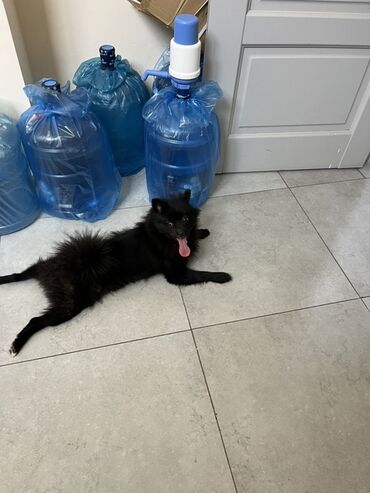 İtlər: Şpitz -da lalafo.az — 10 İtlər: Şpitz — 10