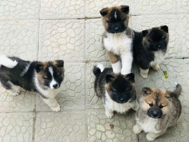 akita inu qiymeti: Ünvandan götürmə