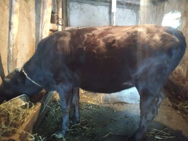 животные коровы: Продаю | Корова (самка), Бык (самец), Тёлка | Для разведения, Для молока | После отела