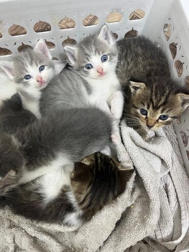 Отдам даром кошку: Кошка даром: Скотиш Фолд (Шотландская вислоухая), 1 месяц, Девочка, Приучена к лотку