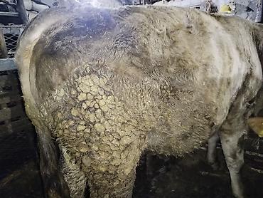 Коровы, быки: Продаю | Бык (самец) | На откорм | Привязанные — 3