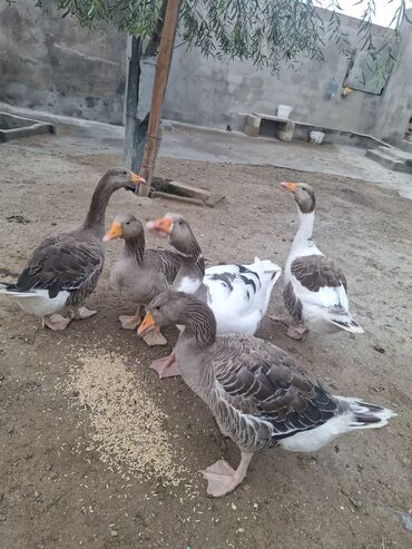 Qazlar: Yerli qaz alesi satlir 4 ana qaz 1 erkeg 6 dende balsi 1 ay olar bala — 11