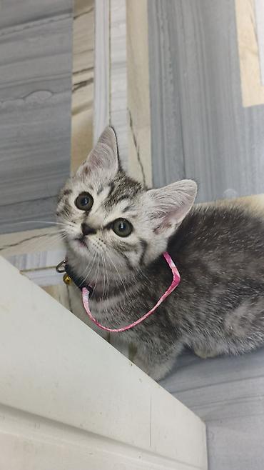 шотландская вислоухая кошка цена в баку: Шиншилла, Самка, В добрые руки, Платная доставка — 9