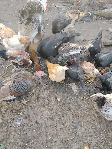 Другие с/х животные: Продаются сельскохозяйственные птицы смешанного поголовья для — 7