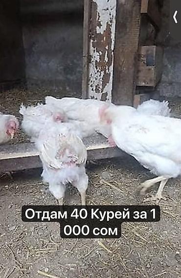 Продаю | Куры | Бройлерная | На забой