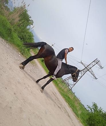 лошадь конь: Продаю | Конь (самец) | Конный спорт — 2