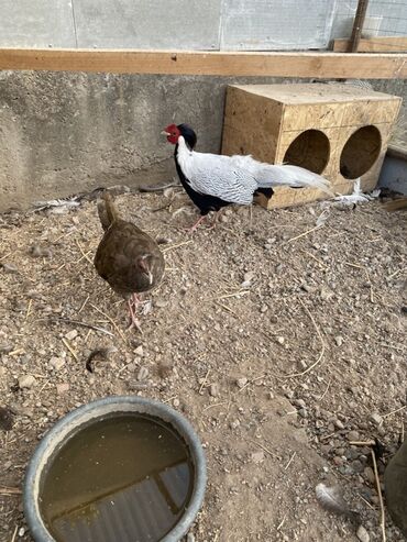 домик для кошки на улицу: Серебряный фазан (самец) с самкой. Экзотические декоративные птицы для