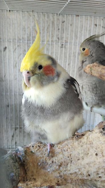 lutino: Watsap elaqe saxlayin Nimfa (Cockatiel) tutuquşuları – müxtəlif — 1