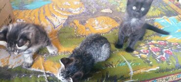 Pişiklər: Tabbi, Dişi, Yaxşı əllərə