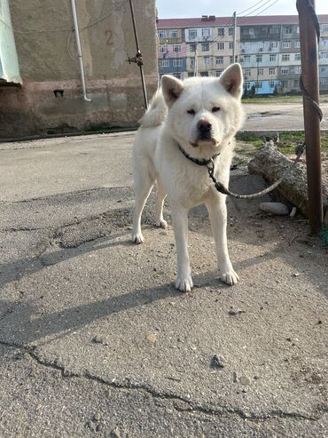 it alqı satqısı: Akita-inu, 2 il, Erkek, Peyvəndli