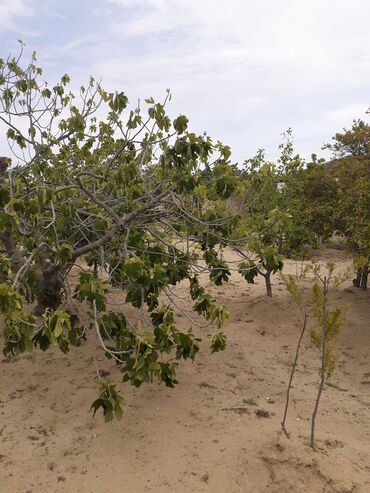 Bağ evlərinin satışı: Saray, 90 kv. m, 3 otaqlı, İnternet, Artezian quyusu, Telefon — 4