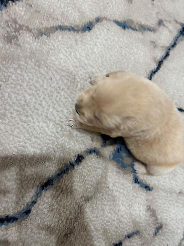 İtlər: Retriever, 1 ay, Erkək, Peyvəndli — 3