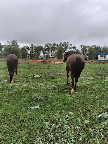 Лошади, кони: Продаю | Кобыла (самка) | Рабочий — 6
