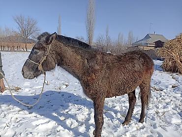 Лошади, кони: Продаю | Кобыла (самка) — 4