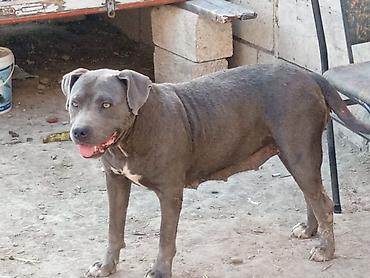 at şampunu qiymeti: Pitbul, 8 il, Dişi, Ödənişli çatdırılma — 1