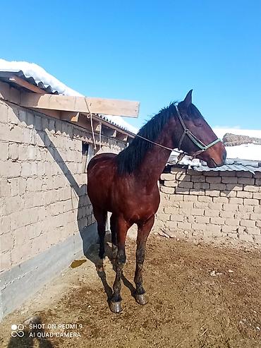 Лошади, кони: Продаю | Жеребец | Рабочий — 4