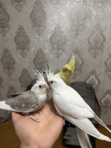kirpi ne yeyir: Nymph (Cockatiel) papağanları – müxtəlif rəng mutasiyaları Təsvir: - — 3