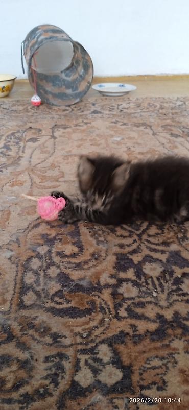 Продажа кошек: Мейн-Кун!!! Тигрёнок 🥰. Продается Шикарный, чистокровный котик от — 9