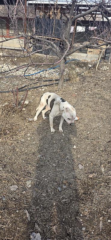 Продажа собак: Американский бульдог, кобель, белый с крупными темными пятнами на — 9