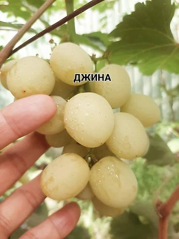 кишмиш: КОЛЛЕКЦИОННЫЙ ВИНОГРАД ! НОВИНКИ СЕЛЕКЦИИ ! БОЛЕЕ 180 ГИБРИДНЫХ ФОРМ — 9