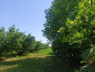 1 однокомнатная квартира: 170 sot, Kənd təsərrüfatı, Mülkiyyətçi, Kupça (Çıxarış)