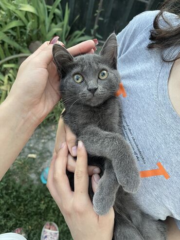 кошки в хорошие руки: Кошка даром: Беспородная, 3 месяца, Девочка