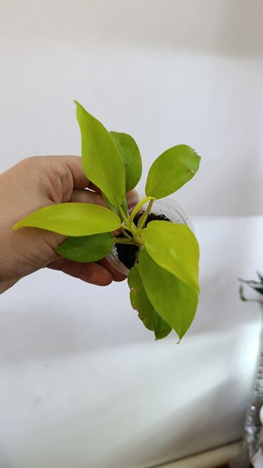 Комнатные розы: Продаю цветы все цены разные, находится в Кара Балте — 10