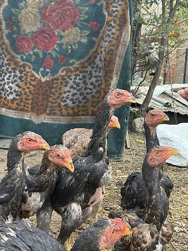 хинт дакан: Продаю | Цыплята | Бойцовая, Дакан | На забой — 9